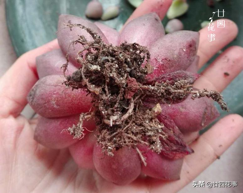 多肉浇水后还是皱巴巴的,多肉叶片干瘪发皱浇水后也不恢复