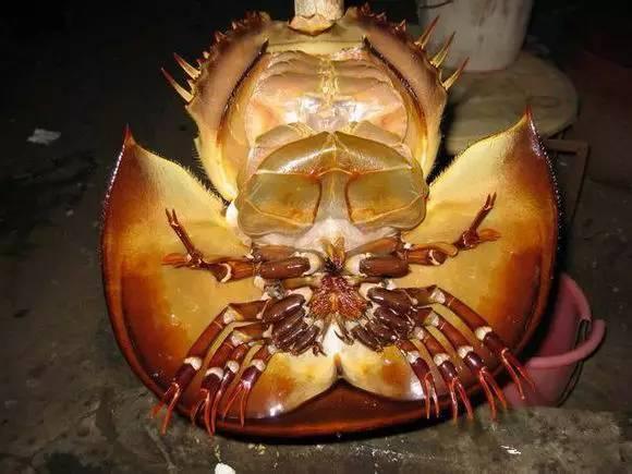 史上最全面的海鲜大咖,史上最全海鲜视频