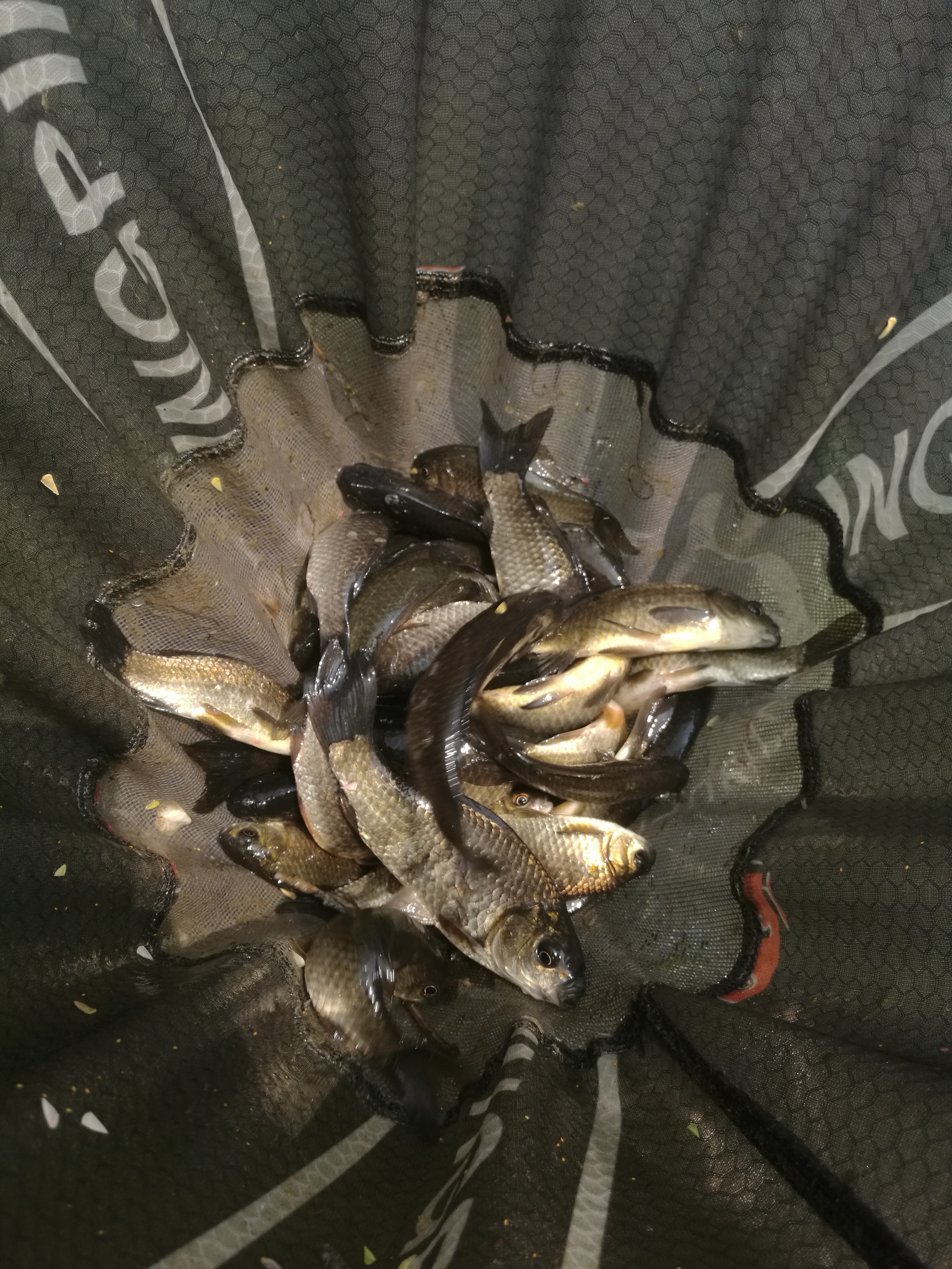 野钓鲫鱼全攻略!13大秘籍,7000字,找鱼窝、选天气,各种小技巧