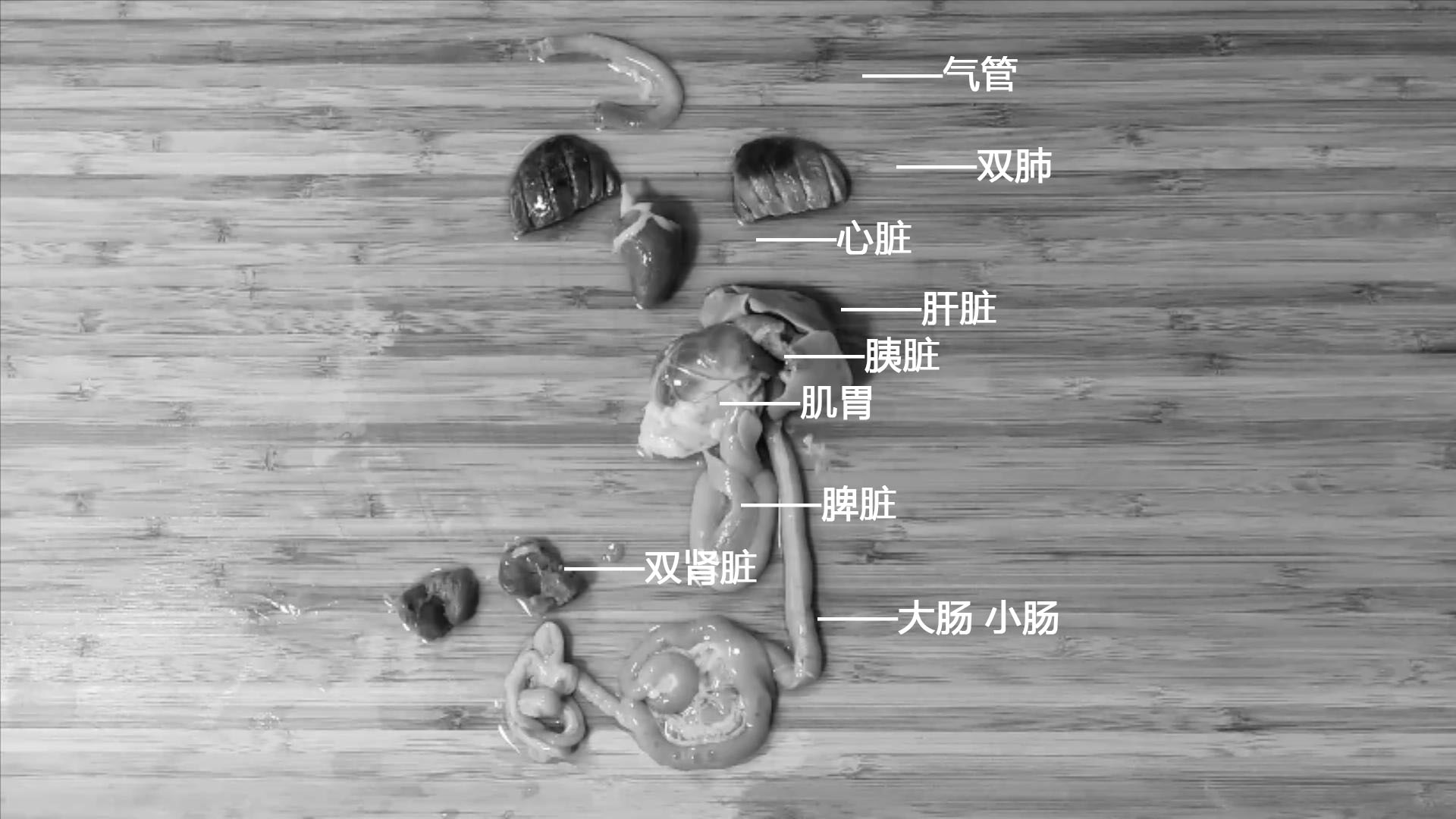 鸽子十大毒素排名,鸽子的毒素在哪里