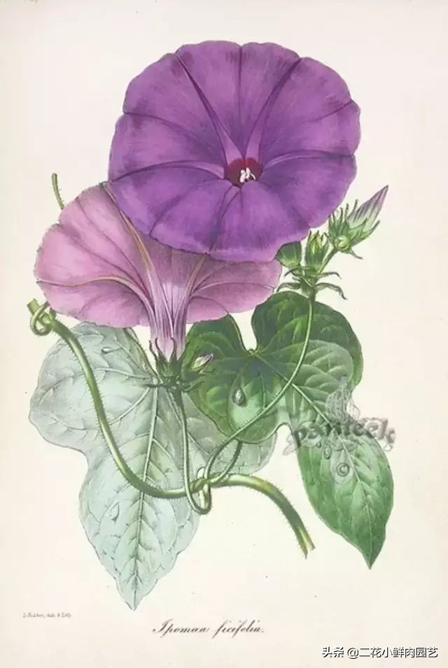 100种花卉绘画,100多张花卉线描手稿素材赶快收藏