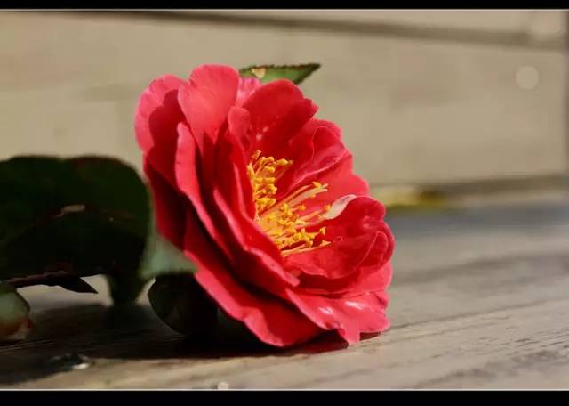 赏花时间表,赏花季节及图片