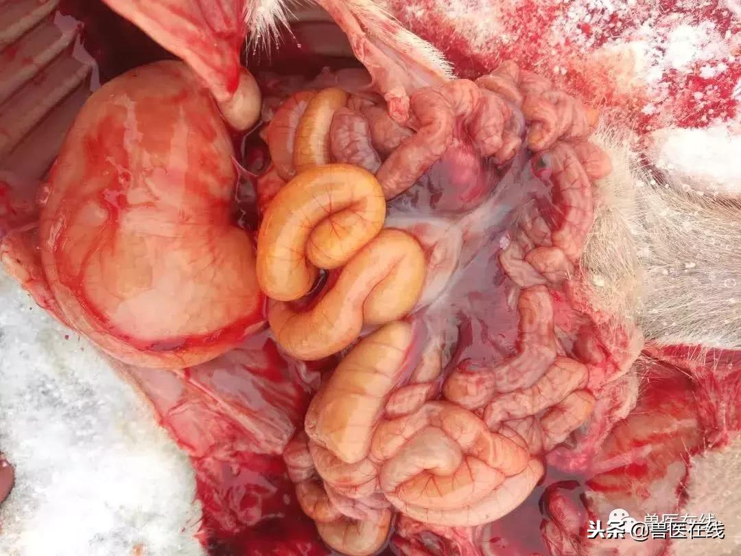 猪场经理经验分享,猪场场长个人总结