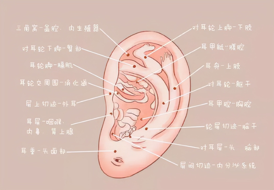 贴耳朵催奶,乳房镇痛贴