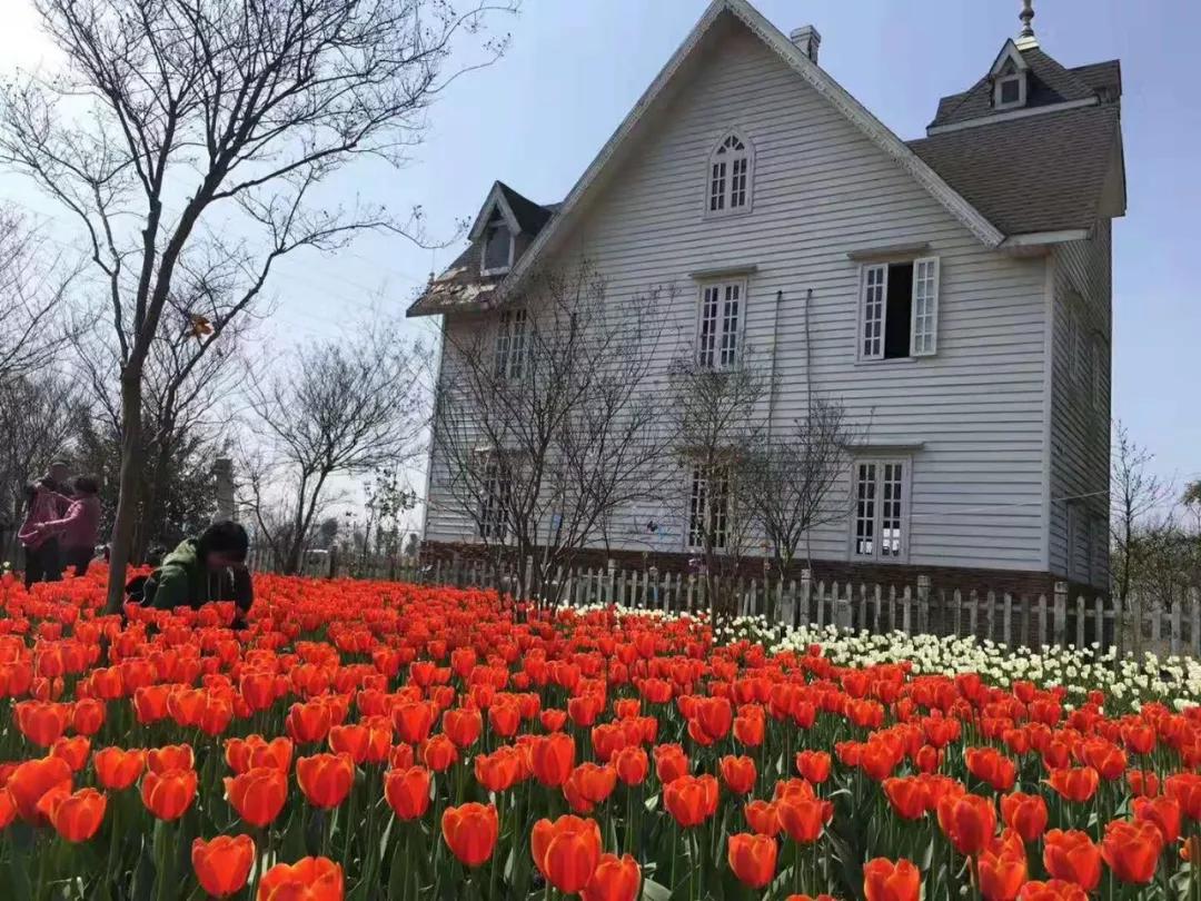 双流空港花田十月份有什么活动,双流空港花田赏花