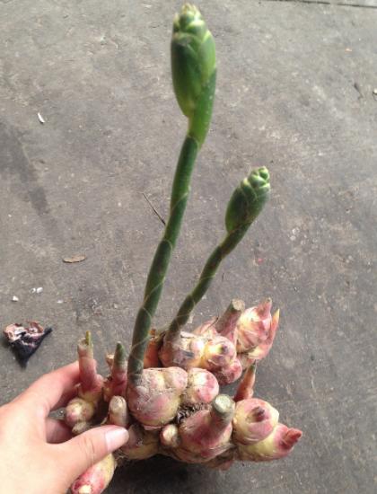 种植生姜需要天天浇水,生姜种植苗期松土的好处