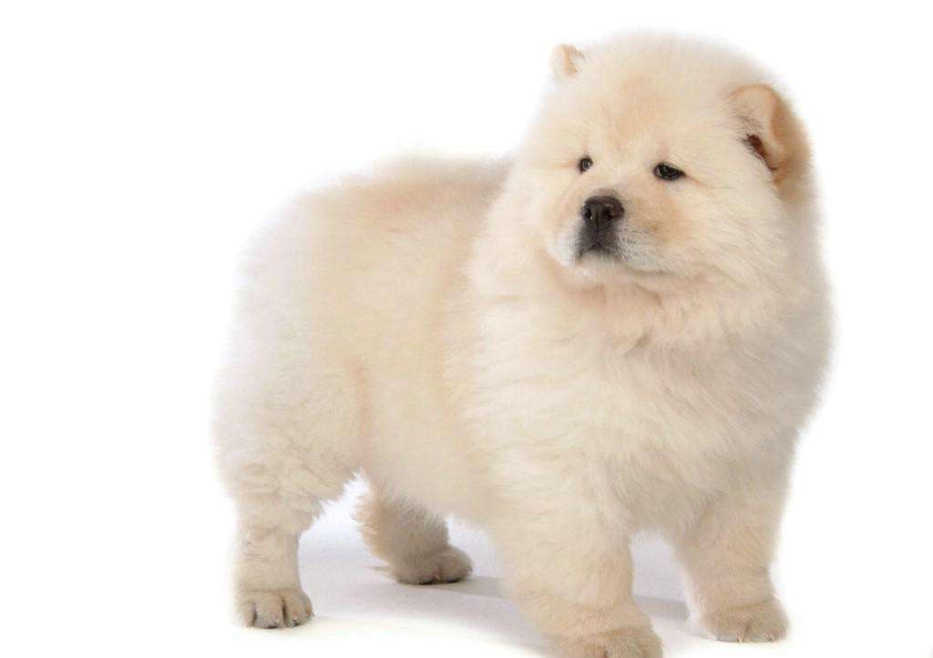 搞笑又可爱的狗子,萌到流鼻血宠物的搞笑可爱瞬间