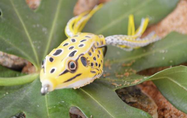 鲶鱼没做好怎么补救,鲶鱼垂钓方法和钓鲶鱼技巧详解