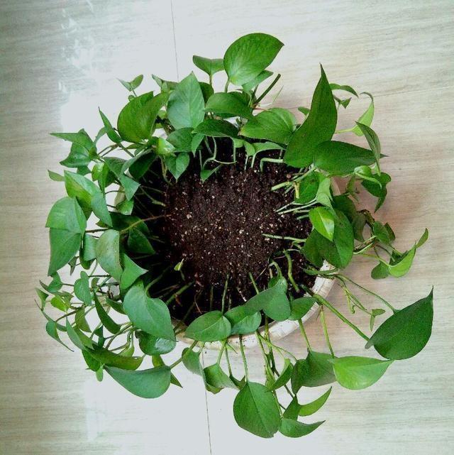 不会扦插的花怎么办,不会养花只养绿萝