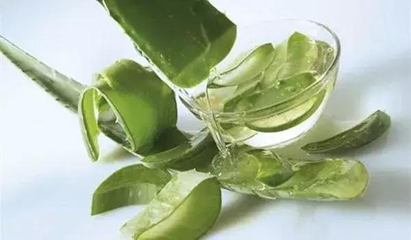 养芦荟用什么盆最好,在家里养芦荟居然有这么多好处