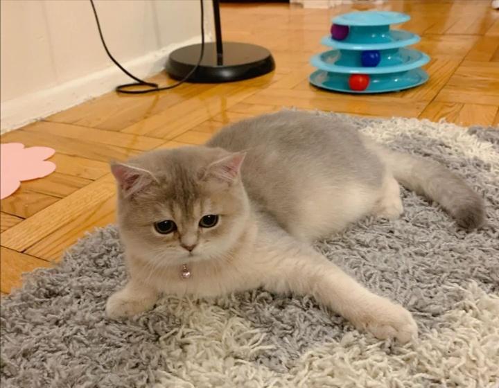 50天英短猫不长是不是生病了,英短猫容易得什么病