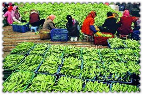 蔬菜配送前景怎么样,如何做好蔬菜配送行业