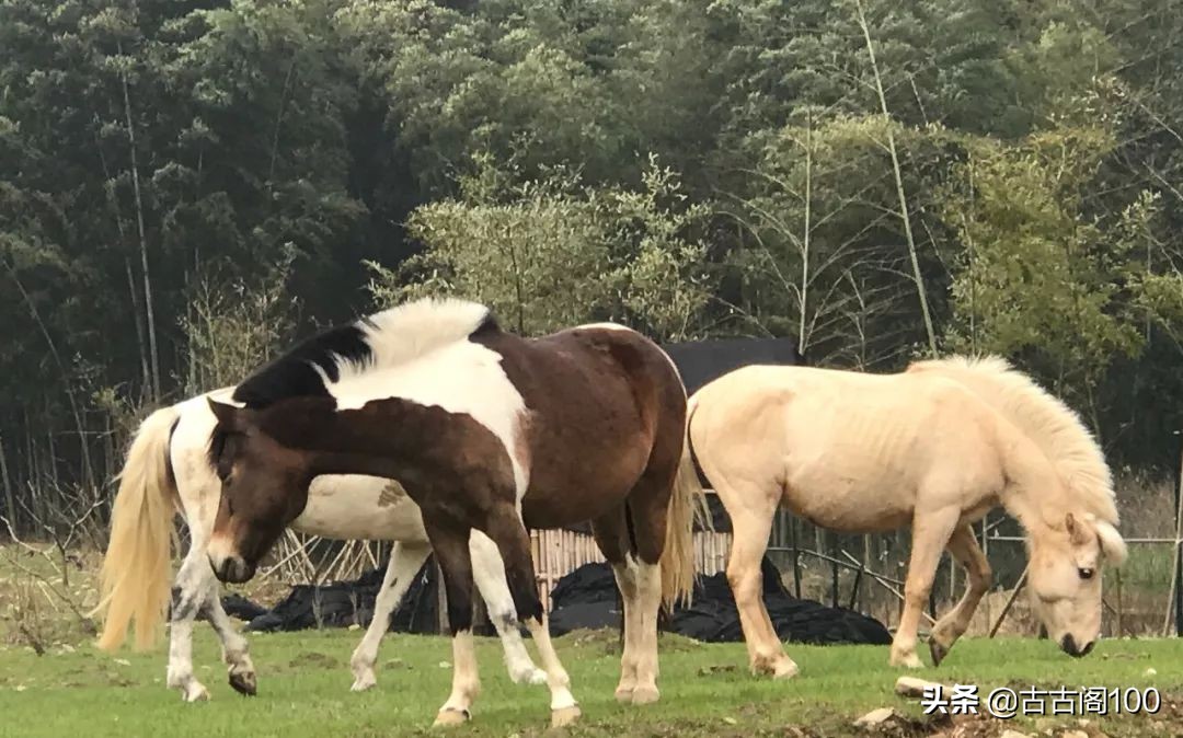 萧绍古道完整版,萧绍古道高度