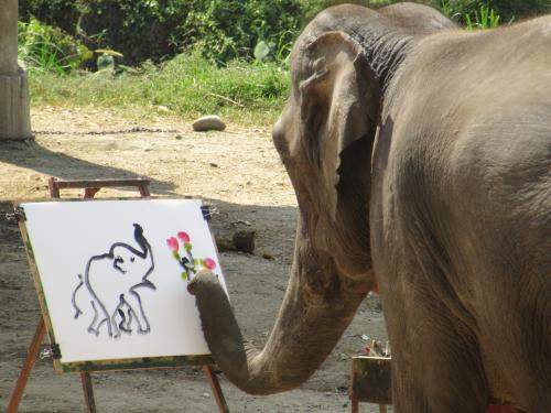被判死刑的大象玛丽,大象为什么会被人绞死
