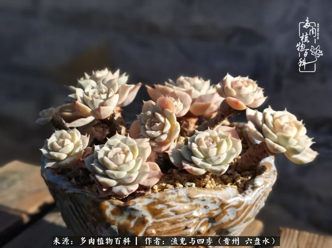 养多肉这几点新手必要知道,在养多肉的路上越走越远