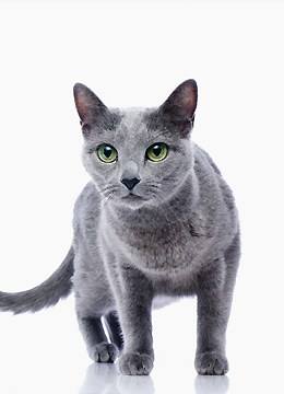 每天送你一只猫,(十三)俄罗斯蓝猫,冬天的精灵