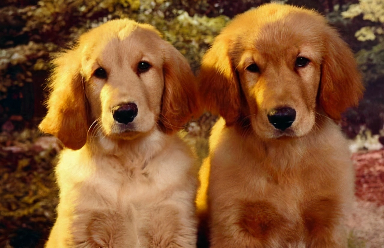 新手养金毛养幼犬好还是成犬好,新手养金毛合适还是阿拉斯加合适