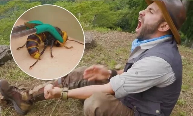 关于美国杀人蜂,杀人蜂有多可怕