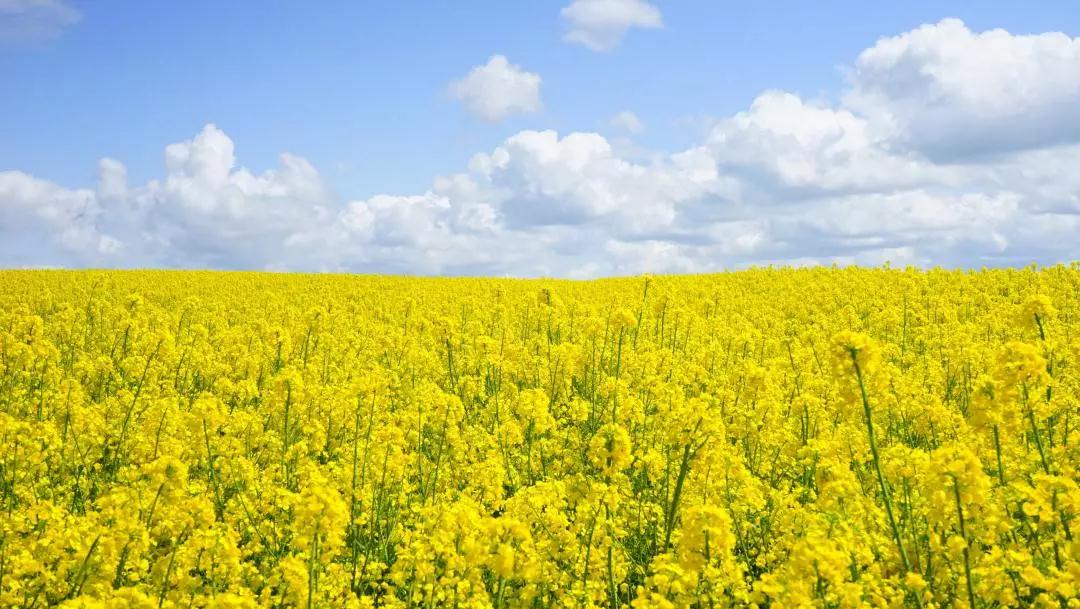 亲子春游互动活跃气氛,怎样出游才算有效的亲子活动