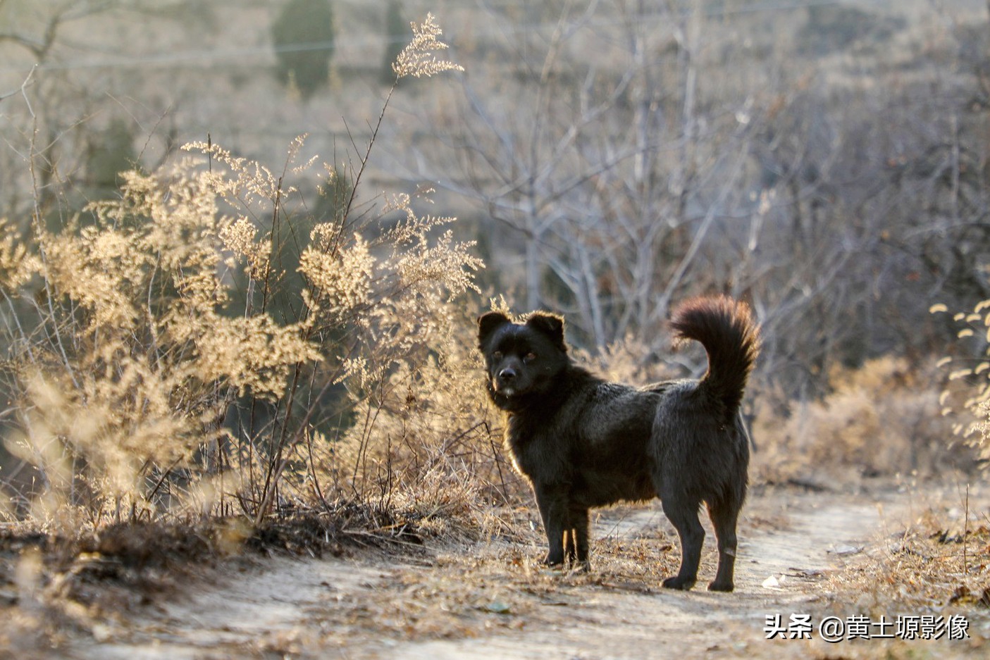 大叔在山上养小型凶猛土狗看家,农村大叔养十几条狗
