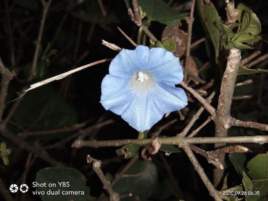 顽强的花全文,轨道边盛开了生命力顽强的喇叭花