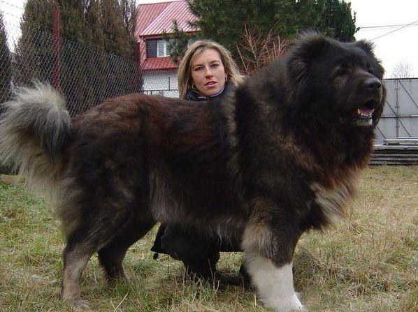 看家的狗狗,看家狗狗大全