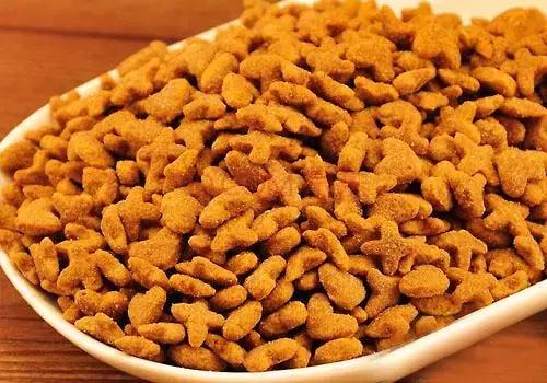 新手养猫第一天猫咪害怕怎么办,新手铲屎官养猫知识