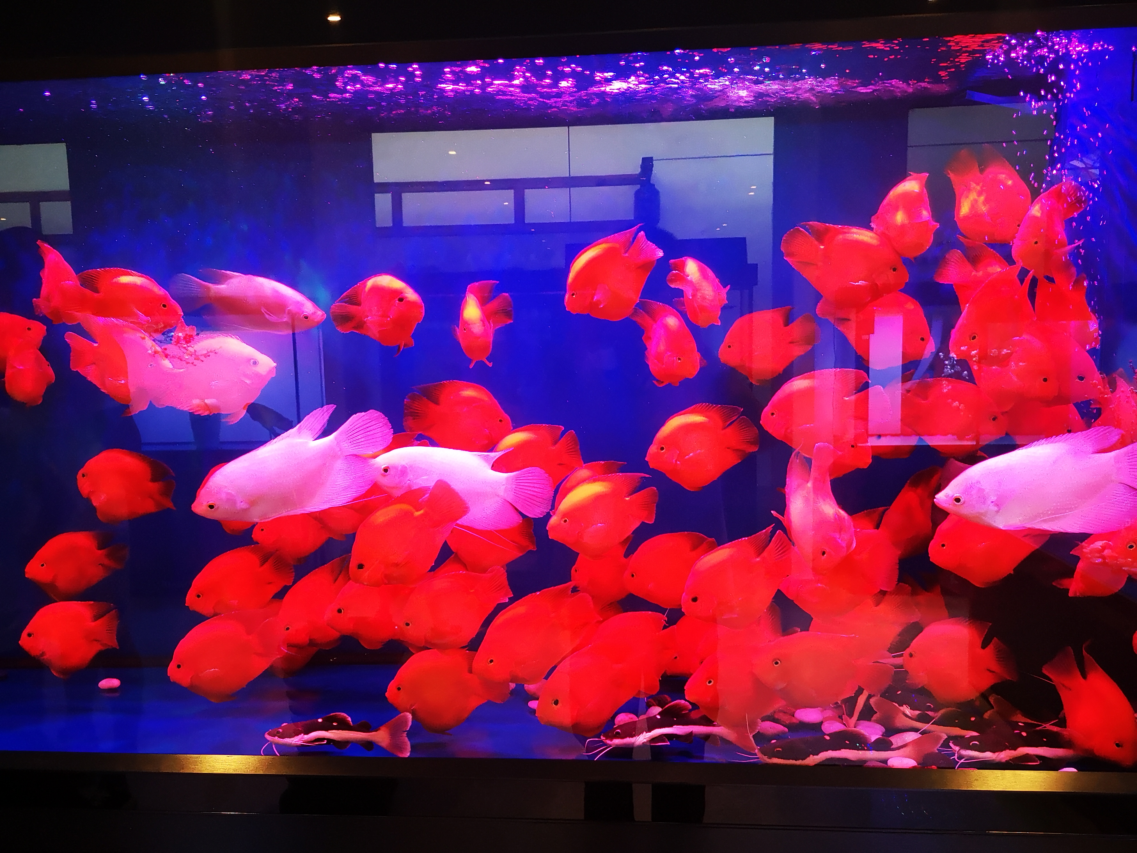 迷你鹦鹉鱼变白褪色是怎么回事,鹦鹉鱼受惊吓褪色后发白怎么处理