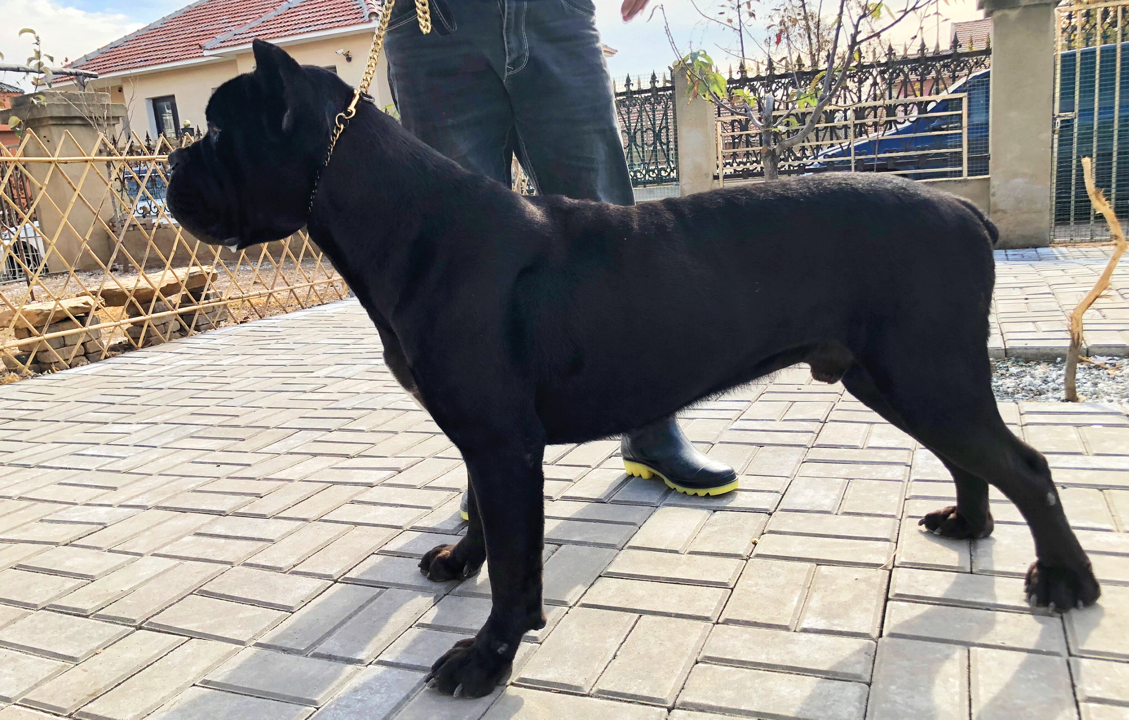 男人的最爱卡斯罗犬，它的事迹你了解吗？