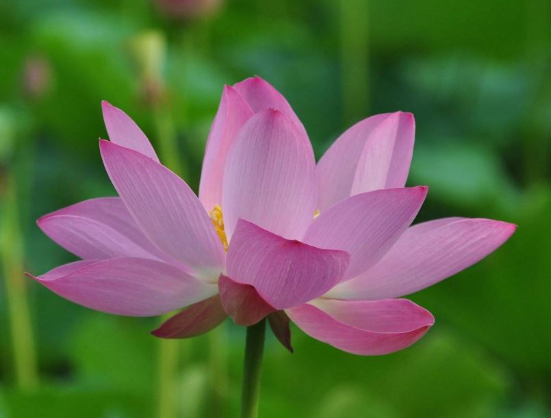 描写荷花的优美诗句大全,描写荷花的诗词名句集锦