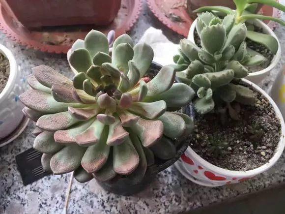 高温导致多肉化水怎么办,高温暴晒的多肉