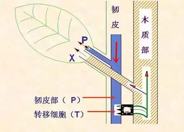 果树什么时候环割最好,黄皮果树环割最佳时间