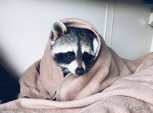 家里养一只浣熊是什么感觉,家里养小浣熊是种什么体验