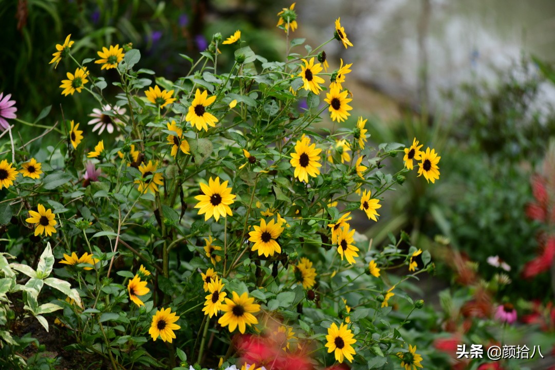 这个夏天我在花园里种向日葵|园丁