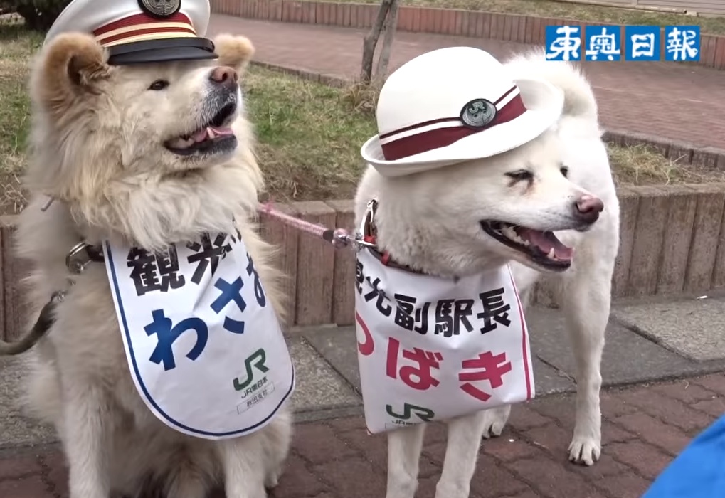 日本网红狗狗去世,日本狗死了