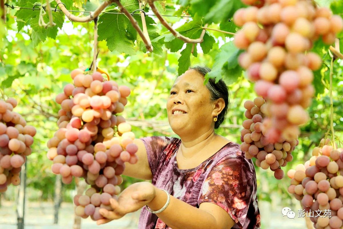 萄益彭山，乐活百年
