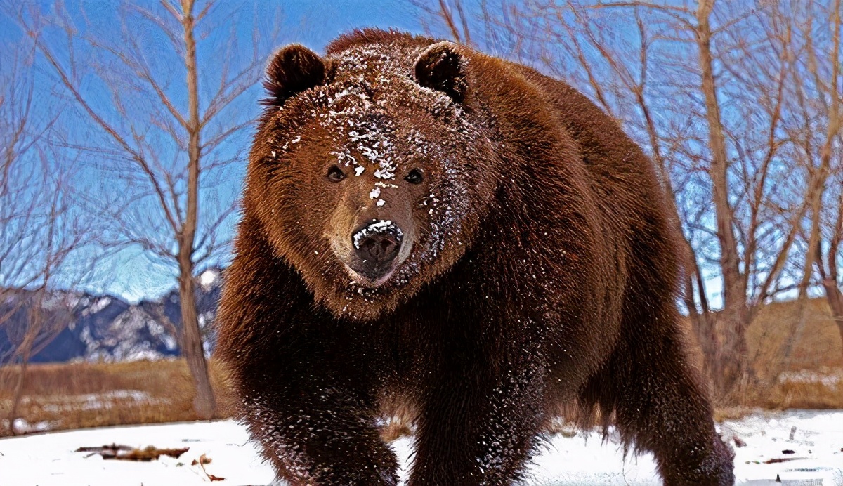 动物战斗力排行榜大象是最强的吗,史上最凶猛的动物平头哥