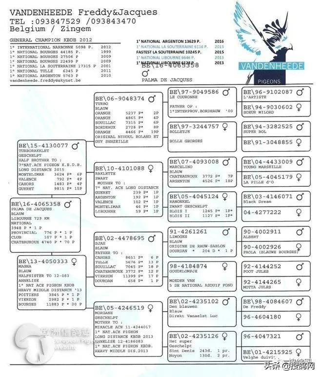 冠军孵化器——福雷迪和雅克.范希兄弟鸽舍
