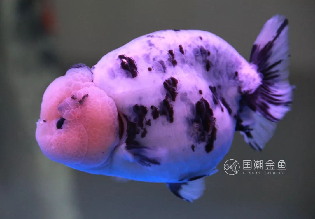 中国金鱼历史简介,中国金鱼鉴赏与文化