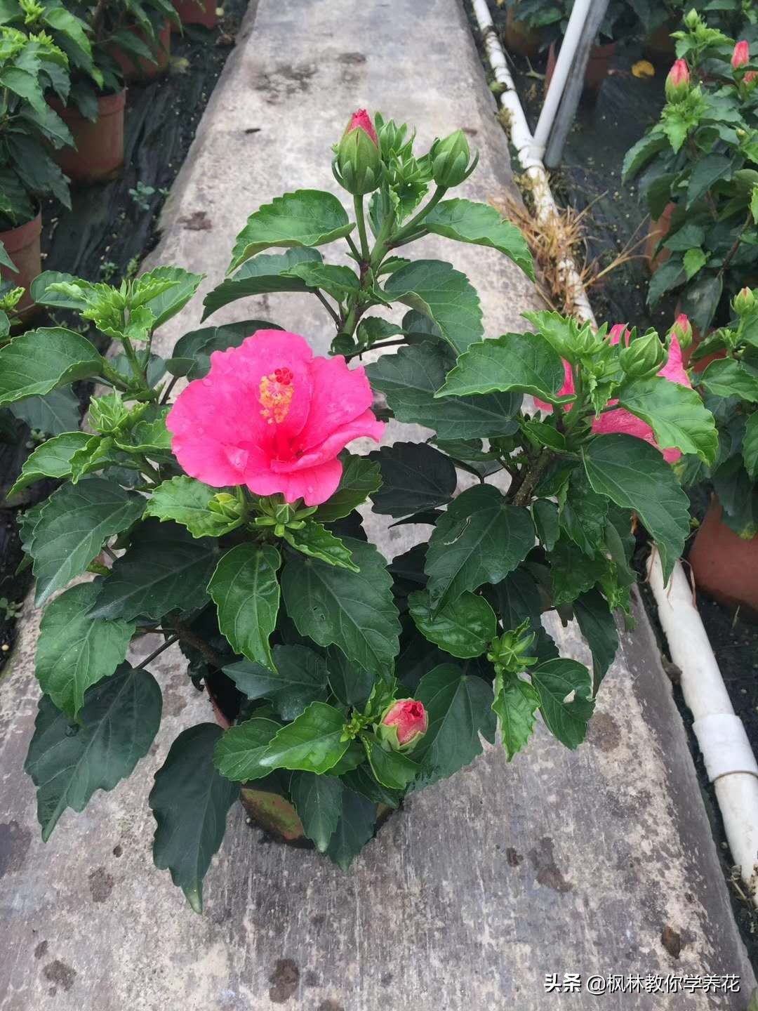 扶桑花的养护方法,收到的扶桑花蔫了如何养护