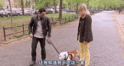 猫狗吃醋打架,吃醋的猫狗