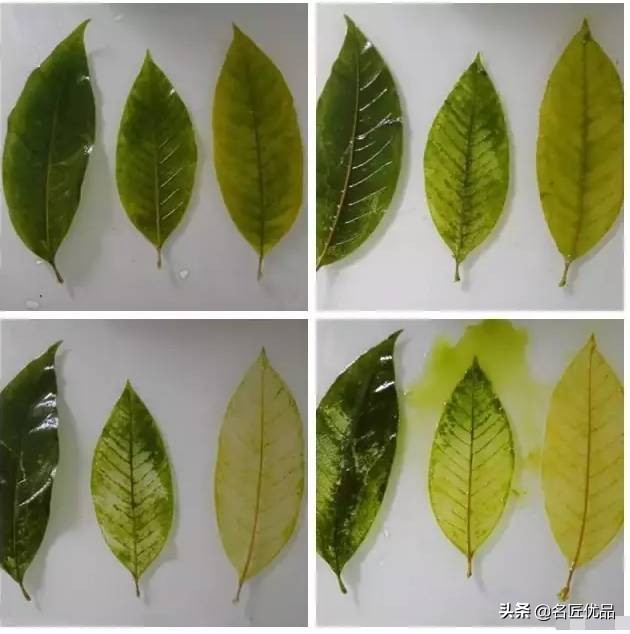 可爱又简单帅气的树叶手工,树叶创意手工高难度