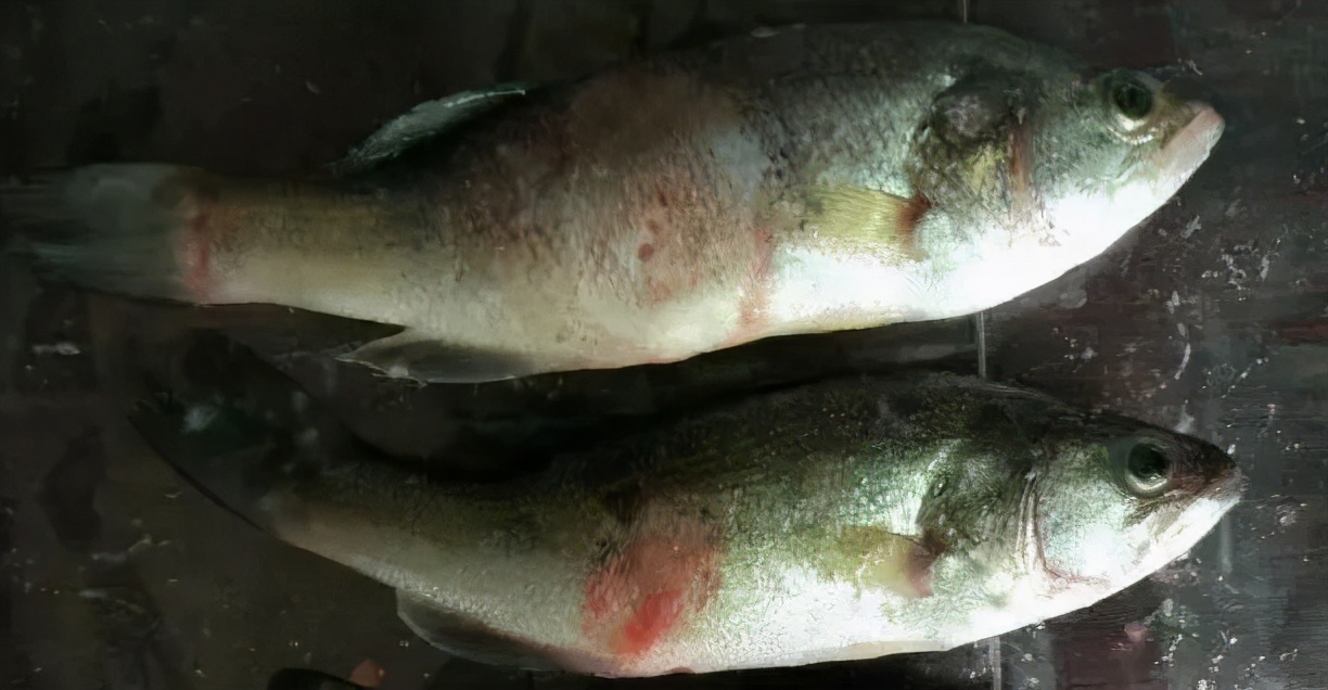 加州虹彩病毒病特效药,加州鲈鱼虹彩病毒防治