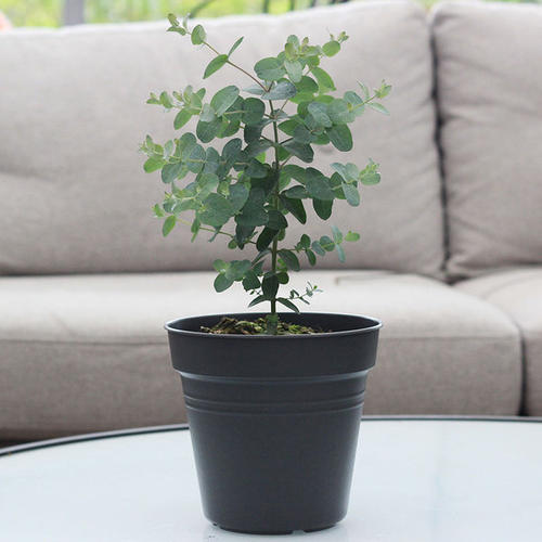 尤加利盆栽怎么养,尤加利叶的养护方法