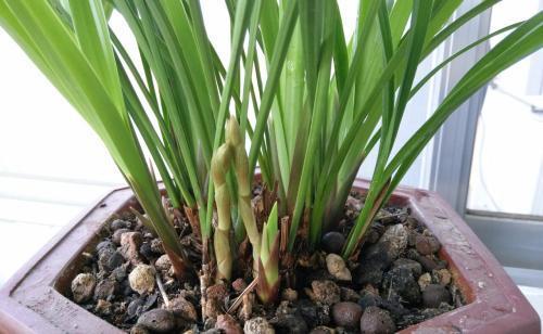 家庭养花黄叶施钾肥,家里养花盆底下垫什么好