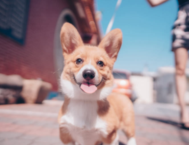 柯基犬要多少钱才能买,十个要点告诉你挑选柯基犬的方法