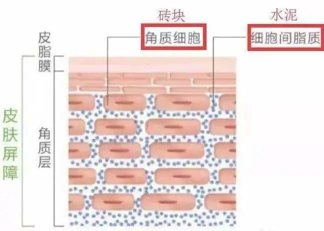 乱用护肤品变成敏感肌肤怎么修复,乱用护肤品怎么恢复