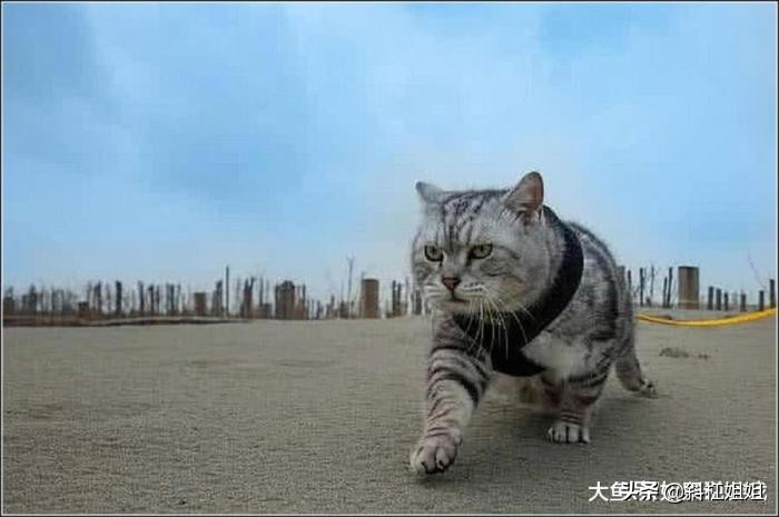 猫咪小时候能看出来长大的样子吗,老虎和喵咪