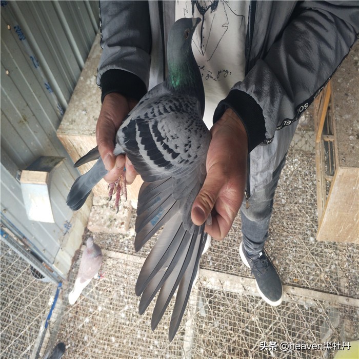 赛鸽如何防天落鸟,当鸽子遇到危险它会不会向人求救