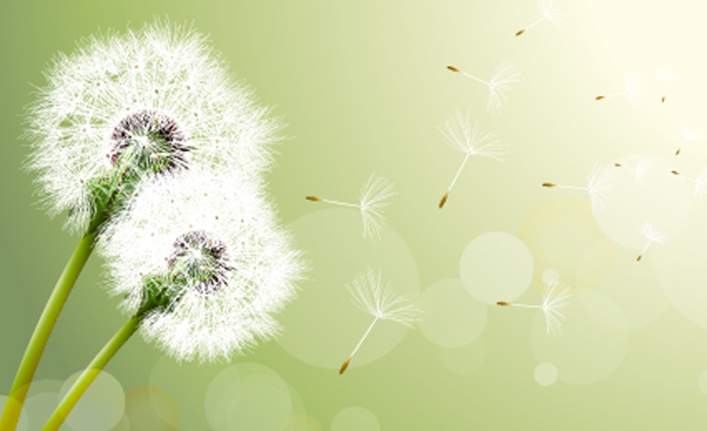 风寒感冒咳嗽流鼻涕喝蒲公英水,感冒嗓子疼能用蒲公英根泡水喝吗